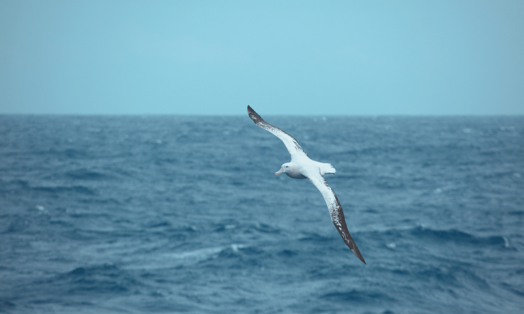 Bird Meanings In Spirituality